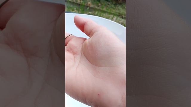 я встретила маленькую ящерку в саду