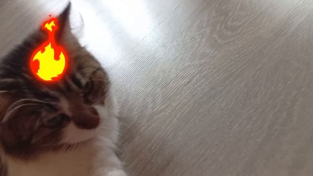 Шура во время песни,, На мурмулях,,