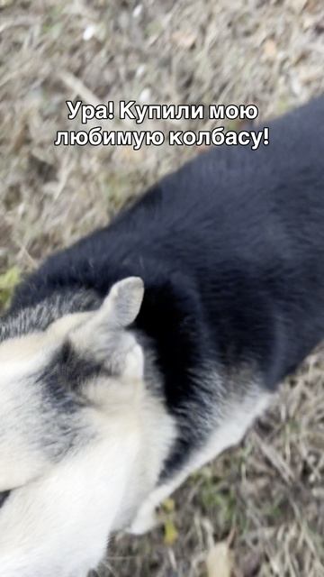 Любимая еда