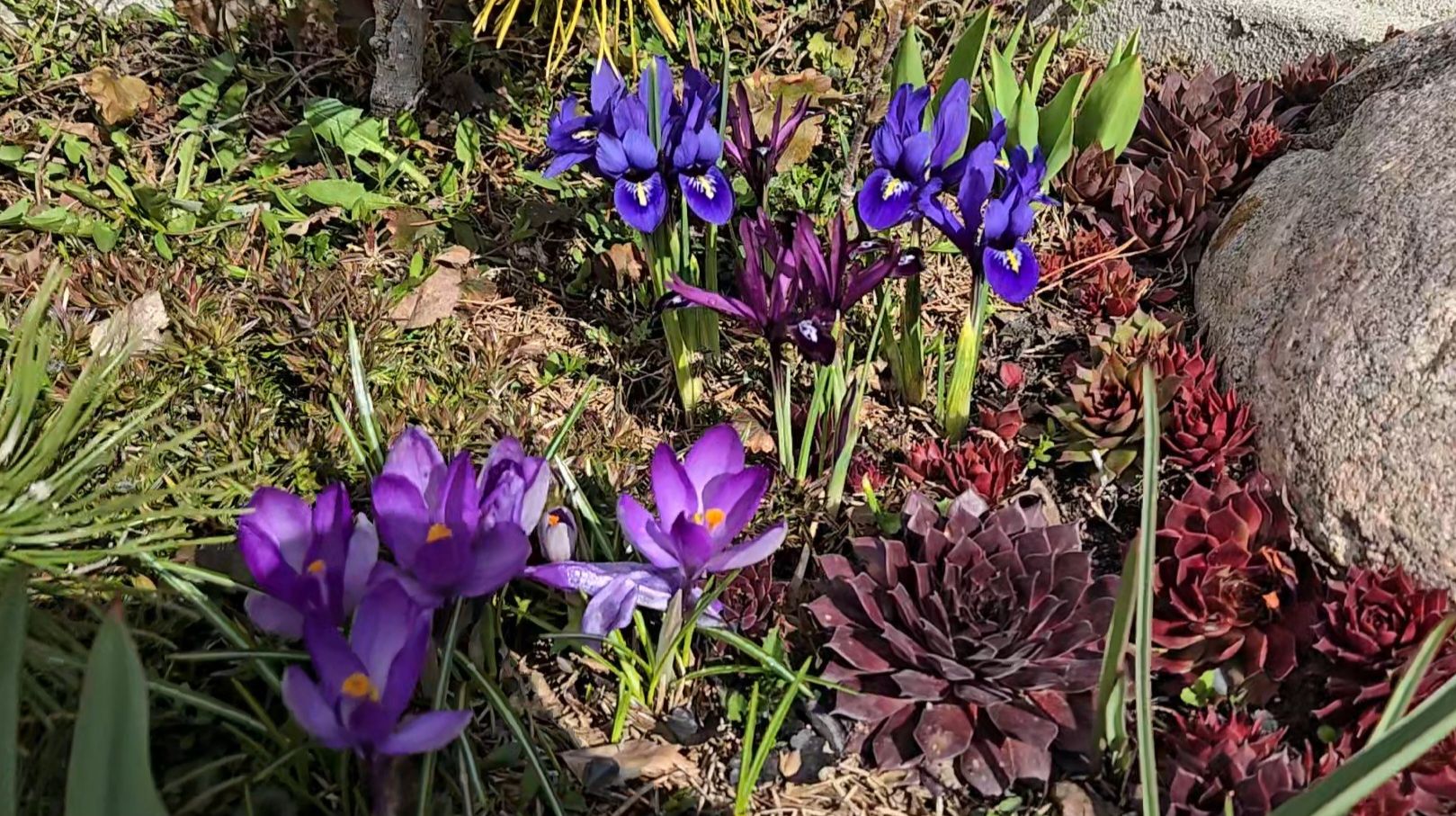 В Совином Доле, переселение нимфей и маленькая похитительница костей