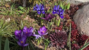 В Совином Доле, переселение нимфей и маленькая похитительница костей