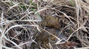 Квакушки оттаяли