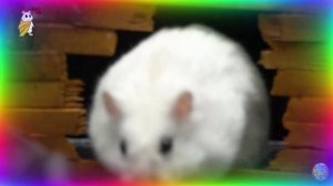 Хомяк в ловушке в невероятном лабиринте: каждый поворот - сюрприз! часть 6