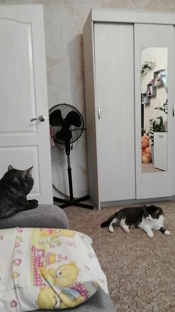 Смешные кошки