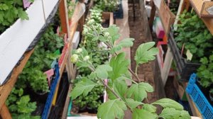 Отвечаю на вопросы по черенкам корейской хризантемы.