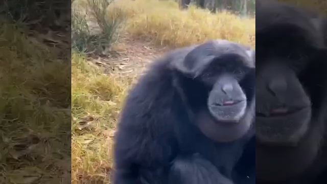 Сиаманг. Вечно орущие обезьяны со странным горлом.