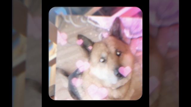 1000056404.mp4 (Собака наблюдает за устройством лестницы на 2-ой этаж в доме А-фрейм)