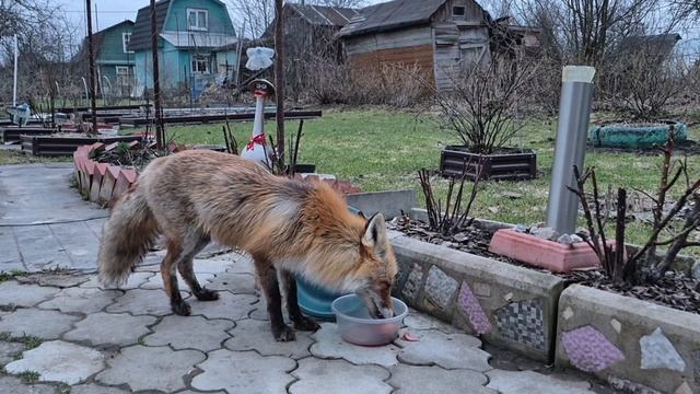 Вот это аппетит!)