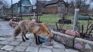 Вот это аппетит!)