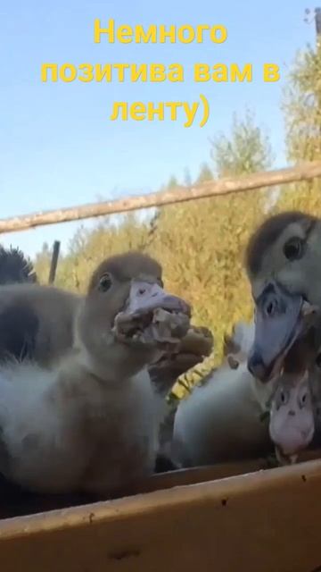 Юмор. Смешные утята