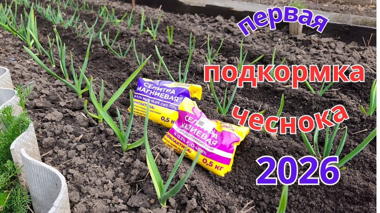 Как не допустить пожелтение чеснока весной. Обязательная первая подкормка.