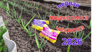 Как не допустить пожелтение чеснока весной. Обязательная первая подкормка.