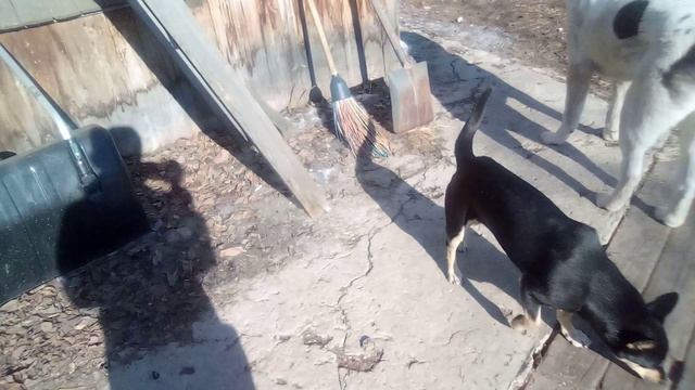 моя собака вьюга