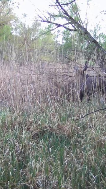 Лось на болоте / Фотоловушка в лесу