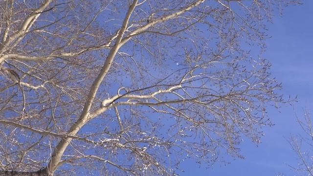 Зимняя сказка (2)