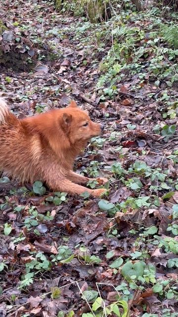 ПЕРСЕЙ Vs ЕНОТ PERSEY Vs RACCOON