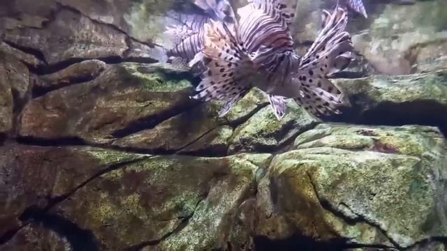 Абхазия. Сухум. Сочи. Адлер . Океанариум. Путешествия с друзьями.