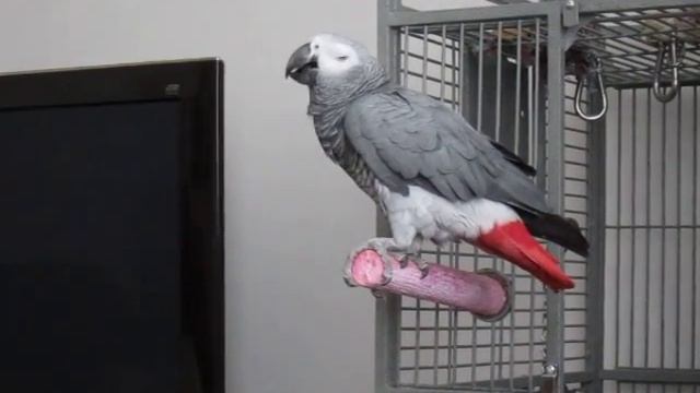 My Name Is Bond, James Bond - Lottie My African Grey Parrot