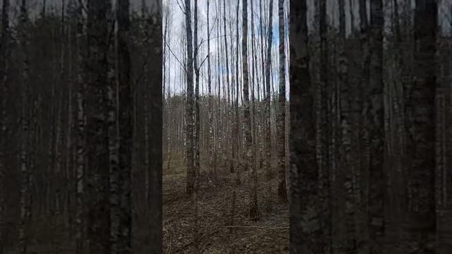 6 Эфир из Tik Tok 16.04.2026 г.