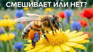 Может ли пчела смешивать пыльцу с разных цветов? Отвечает профессор Кашковский 🌸🐝