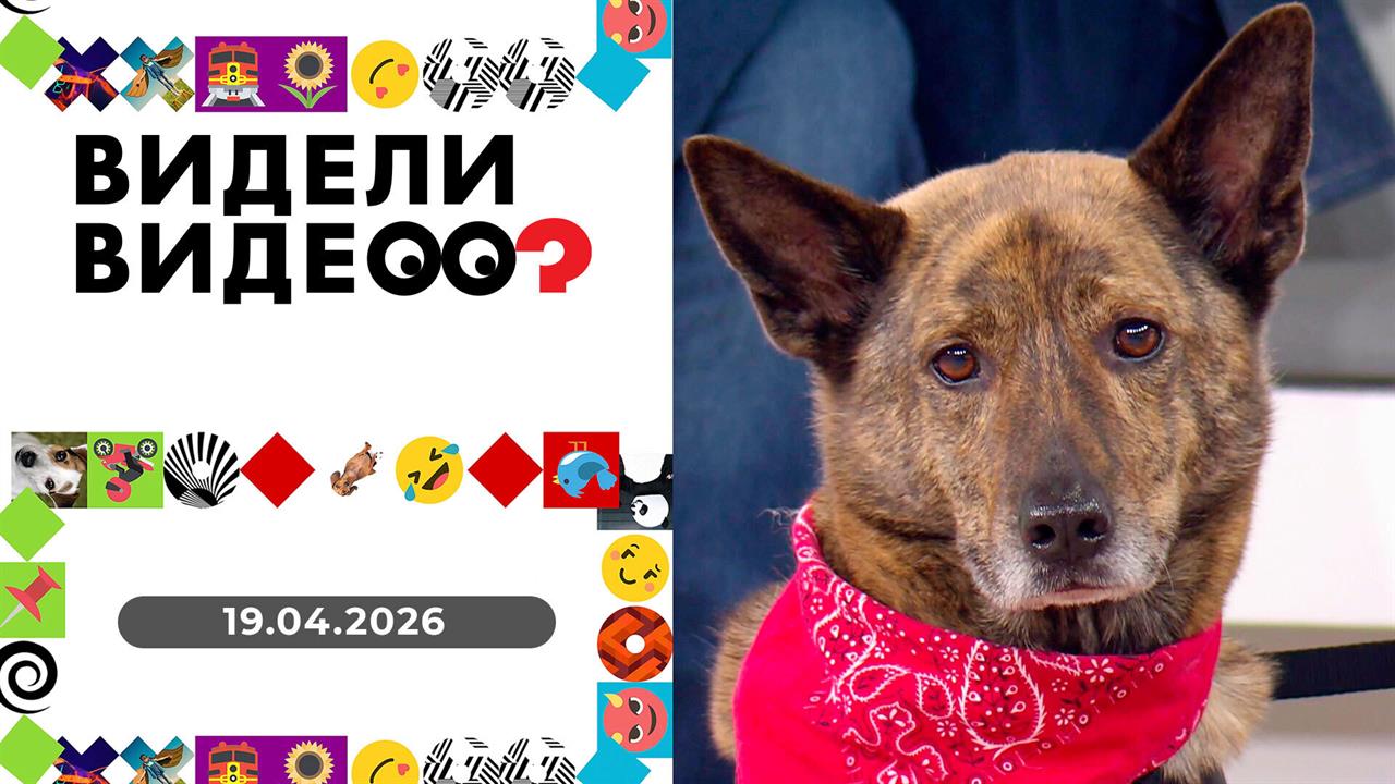 Видели видео? Выпуск от 19 04.2026