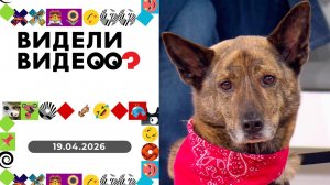 Видели видео? Выпуск от 19 04.2026