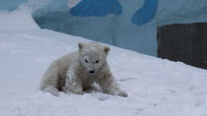 Малыш Герды играет в снегу в последний снегопад.