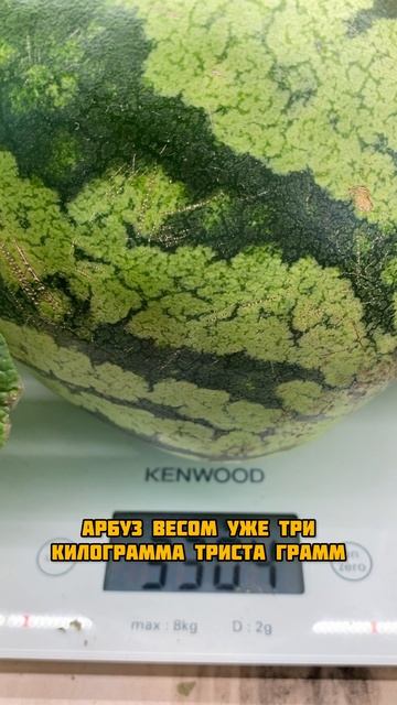 Арбуз почти поспел