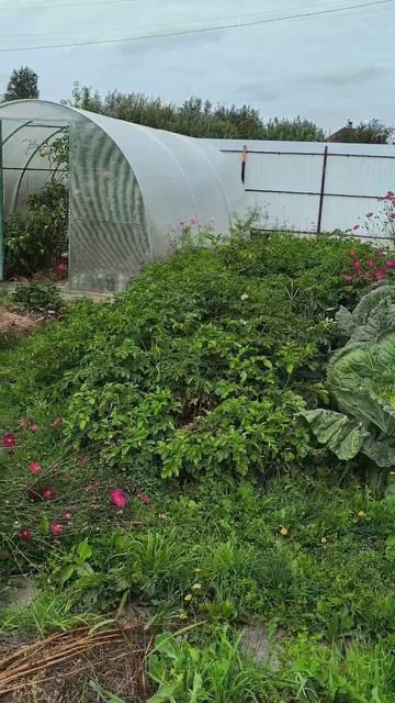 Сорняки полезны