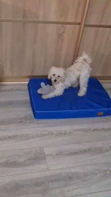 зашла игрушка зашла