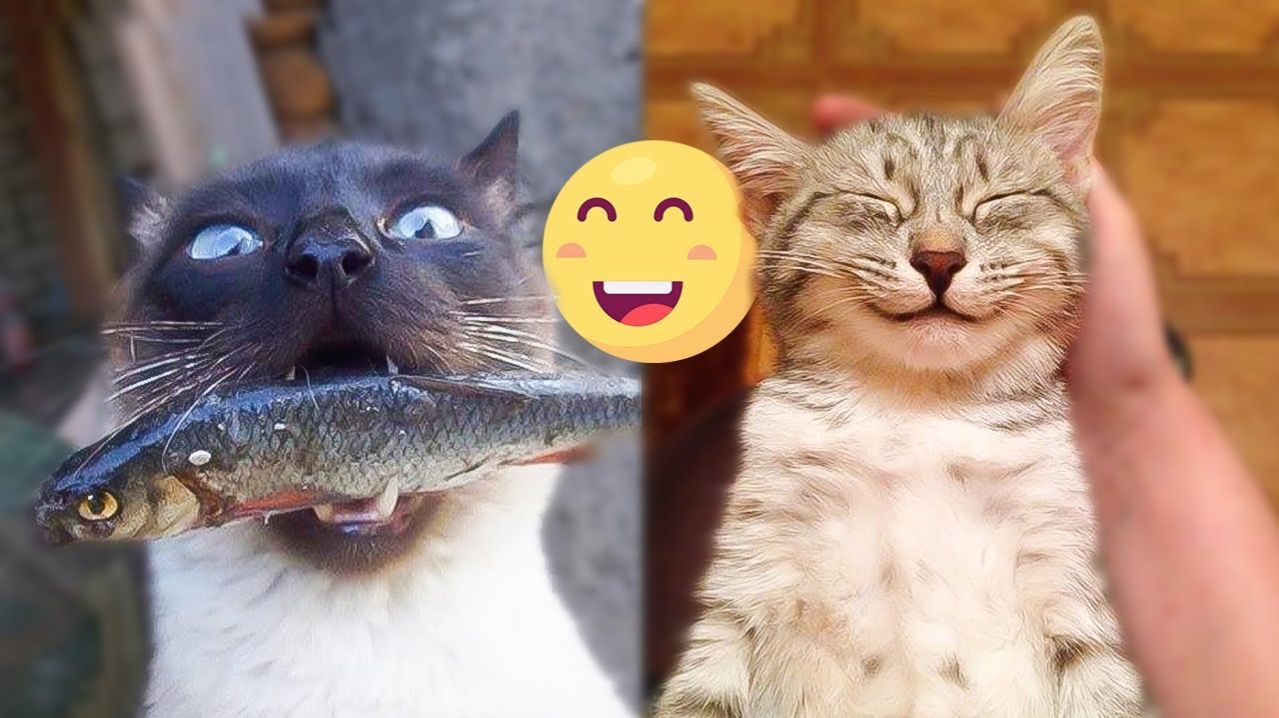 СМЕШНЫЕ КОТЫ | ЛУЧШИЕ ПРИКОЛЫ С КОТАМИ, СОБАКАМИ, КОШКИ, СОБАКИ, ЖИВОТНЫЕ, СМЕШНОЕ ВИДЕО