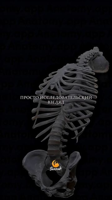 Количество сустав в человеке согласно хадису! #хадис #ислам #мусульман #коран #аят #сура