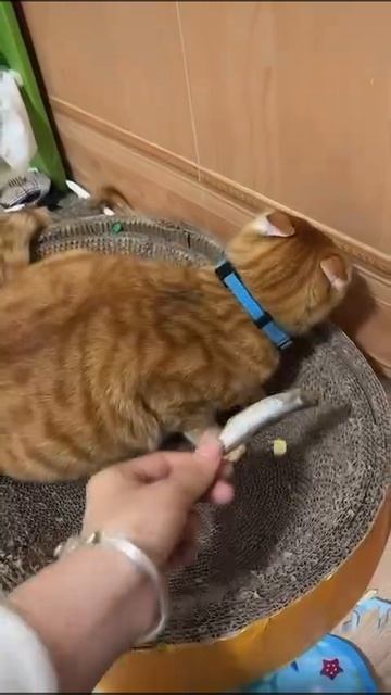 Оскара этому гению