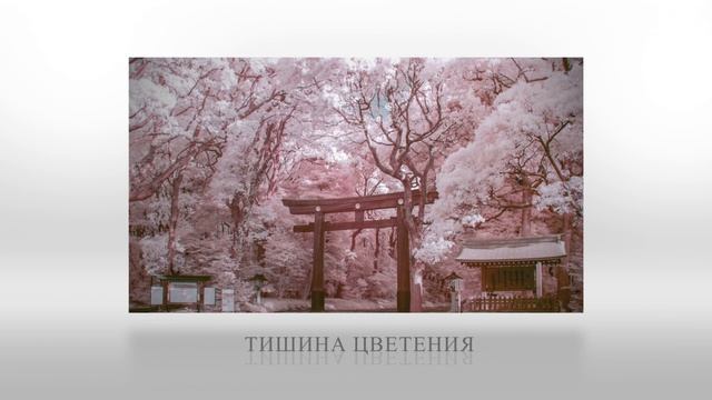 Моё пятое видео в After Effects