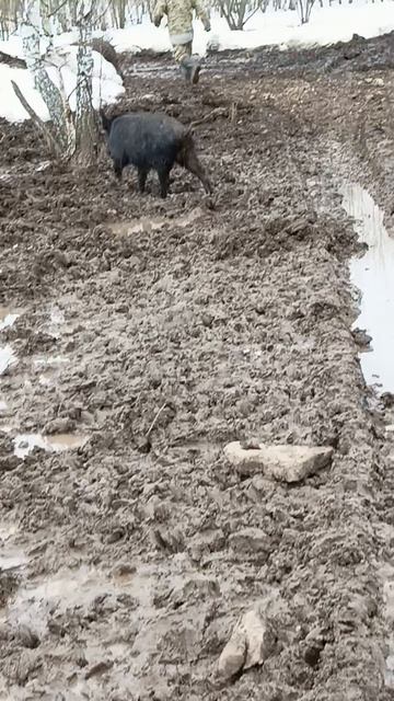 Охота на Кабана