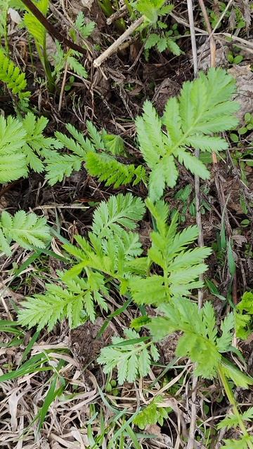 в деревне пришла весна
