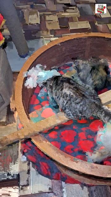 Пуся поблагодарила Друзей за подарки 🎁🙏❤️ и накормила свою семью вкусным ужином 🌜😻❤️🥘🐈🐈🐈