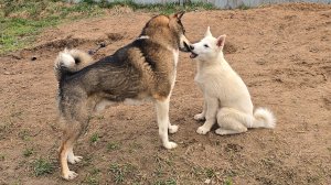 Зачем мне лайки