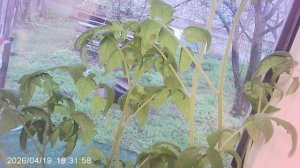 Обзор рассады томатов сорта "Оля Ф1" - февральского посева