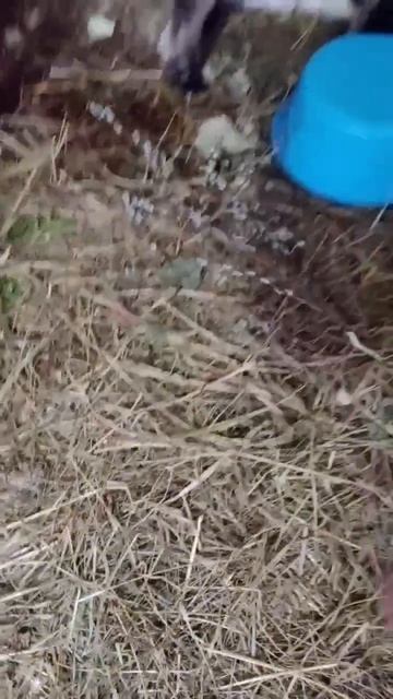 Козочка с козлятами. Прямая трансляция из хлева