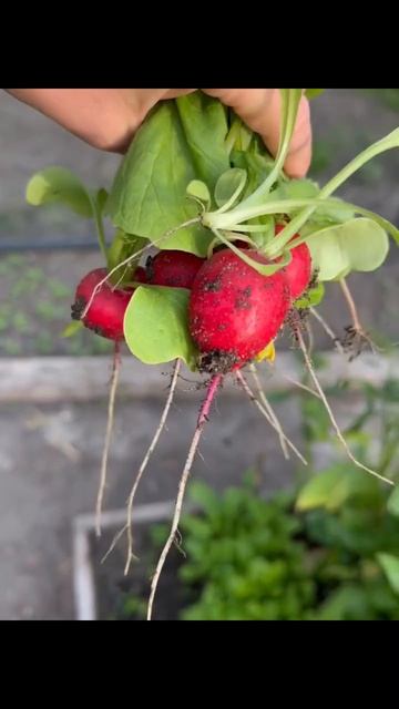 Первый урожай 2026