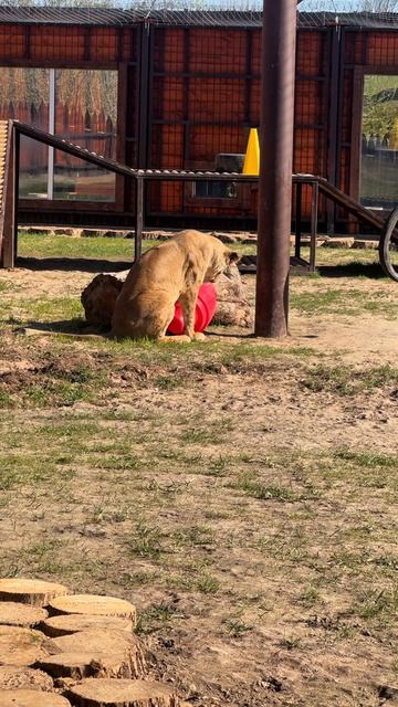 Киара, совесть имей!