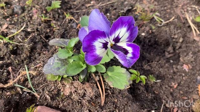 Сад просыпается | середина апреля