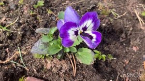 Сад просыпается | середина апреля