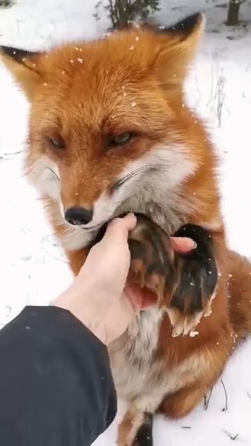 Лиса - это вам не зайка!