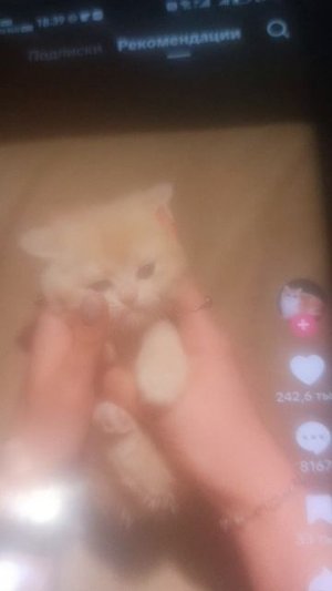 просто кот