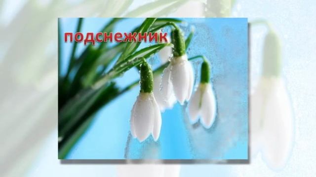 ДРУЗЬЯ !!! С ДНЕМ ПОДСНЕЖНИКА !!!