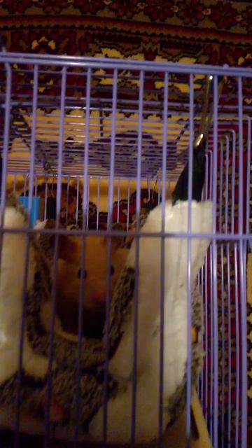 VID_20260415_202317.3gp