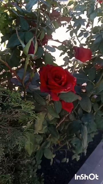 InShot_20230923_090350850 РОЗЫ