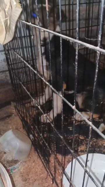 Уфа, Башкирия

Попал в отлов вот такой красотун😭

Пожалуйста, сделайте репост🙏

Другие регионы